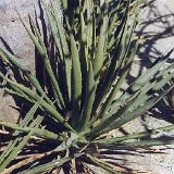 Agave datylio, Bahia de los Muertos, BC, Mexico ©JL57.jpg